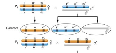 Gametes from three-point cross