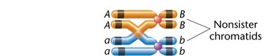 Diagram showing crossing over between nonsister chromatids