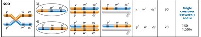 Phenotypic classes from three-point cross