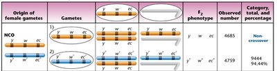 Map distances between y, w, and m loci