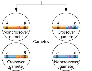 Diagram showing crossover and noncrossover gametes