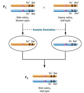 Parental cross showing complete linkage