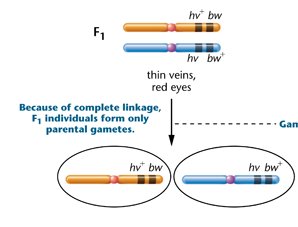 F1 individuals produce only parental gametes due to complete linkage