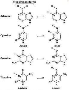 Tautomeric shifts in DNA bases