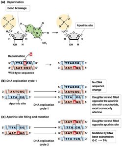 Depurination and its consequences during DNA replication