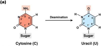Deamination of cytosine to uracil