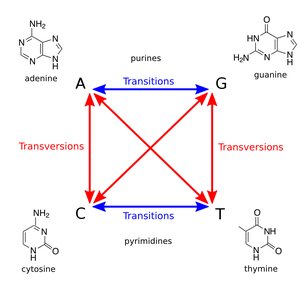 Transitions and transversions in DNA bases