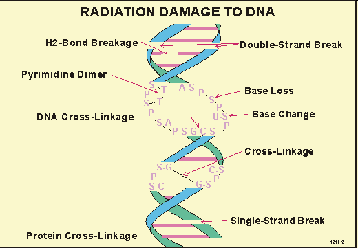 Long-term X-ray exposure effects on hands