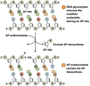 Base excision repair: glycosylase and AP endonuclease steps