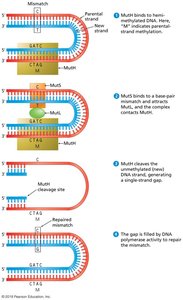 Mismatch repair mechanism in prokaryotes
