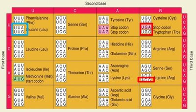 Genetic code table highlighting codons