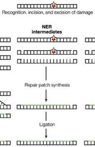 Nucleotide excision repair pathway