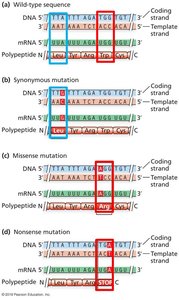 Examples of wild-type, synonymous, missense, and nonsense mutations