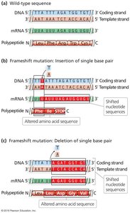 Frameshift mutation: insertion and deletion examples