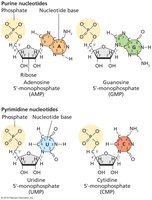 The four RNA ribonucleotides: adenosine, guanosine, uridine, cytidine