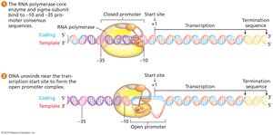 Initiation of bacterial transcription: closed and open promoter complexes