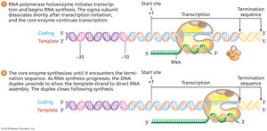 Elongation and termination of bacterial transcription