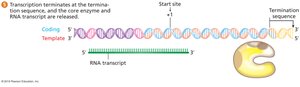 Termination of transcription and release of RNA transcript
