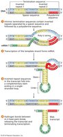Intrinsic termination: hairpin loop formation