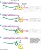 Rho-dependent termination mechanism