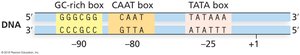 Eukaryotic promoter elements: TATA box, CAAT box, GC-rich box