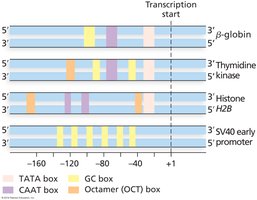 Variability in eukaryotic promoters