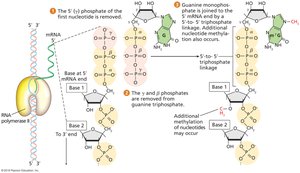 Capping the 5′ end of eukaryotic pre-mRNA