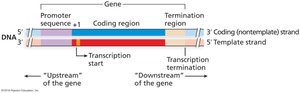 Gene structure showing promoter, coding region, and termination region