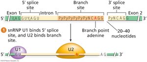 Splicing signal sequences: 5′ splice site, branch site, 3′ splice site