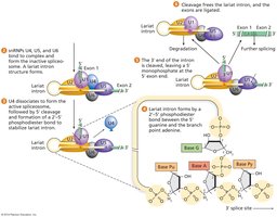 Spliceosome-mediated intron removal