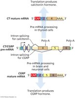 Alternative splicing of the calcitonin/CGRP gene