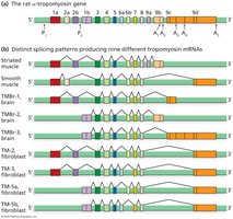 Alternative pre-mRNA processing of the rat α-tropomyosin gene