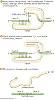 Self-splicing of group I introns