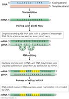 Guide RNA-directed RNA editing