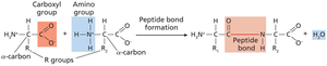 Amino acids and peptide bond formation