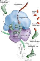 Translation overview: ribosome, mRNA, tRNA