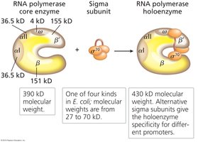 RNA polymerase core enzyme, sigma subunit, and holoenzyme