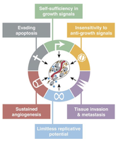 Hallmarks of cancer: growth signals, apoptosis, angiogenesis, metastasis, replicative potential