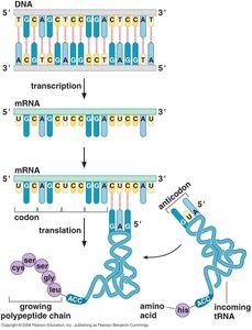 RNA structure showing uracil and ribose