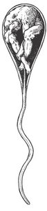 Historical illustration of a homunculus in a sperm cell