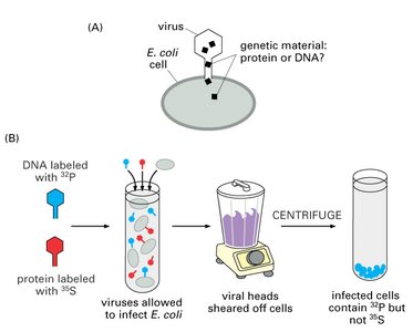 Diagram of the Hershey-Chase experiment showing DNA and protein labeling