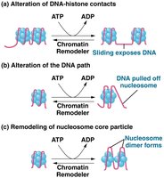 Chromatin remodeling by SWI/SNF complex