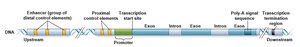 Eukaryotic gene structure