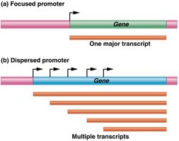 Focused vs. dispersed promoters