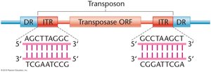 Structure of a transposon with ITRs and DRs