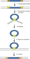Transposition mechanism steps