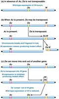 Ac-Ds transposition effects in maize