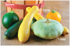 Fruit shapes in summer squash showing epistasis