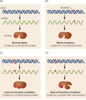 Diagram of normal, silent, loss-of-function, and gain-of-function mutations