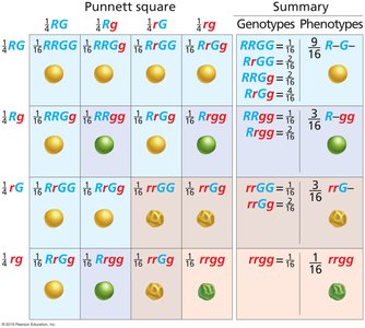 Punnett square showing genotypic and phenotypic ratios